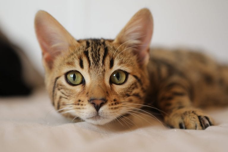 Vânzarea cărnii de pisici ia amploare în Vietnam. Felinele sunt omorâte cu bestialitate
