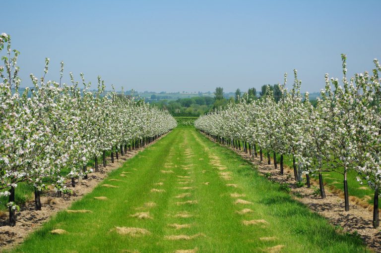 Succesul pe care PNDR îl are în dezvoltarea mediului rural românesc
