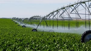 Proiectul de lege pentru certificarea producătorilor agricoli români, vizat de comisia de specialitate