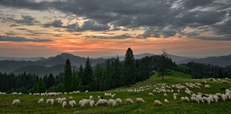 MADR susține crescătorii de animale pentru continuarea exporturilor de animale vii