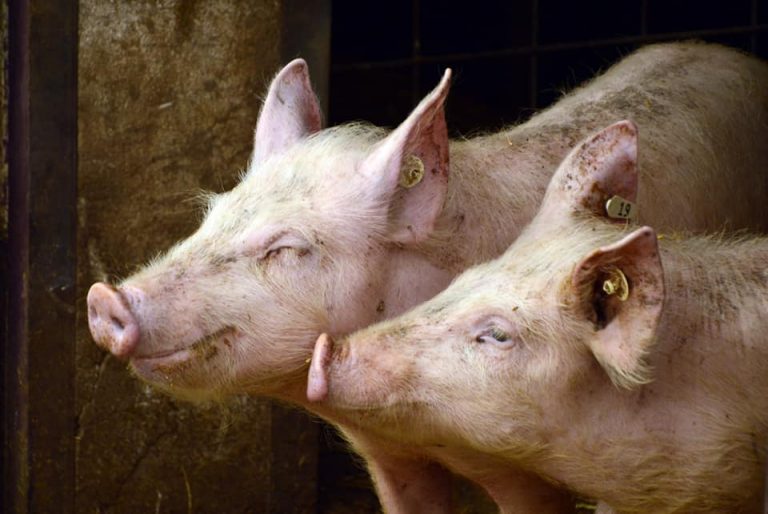 Stabilirea tipurilor de exploatații de suine (porci) în România