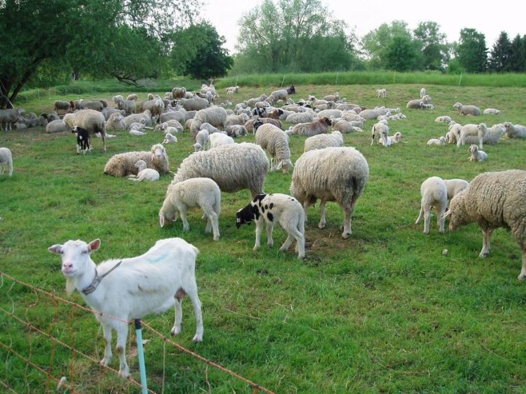 Au fost aprobate plafoanele Ajutoarelor Naţionale Tranzitorii în sectoarele vegetal şi zootehnic
