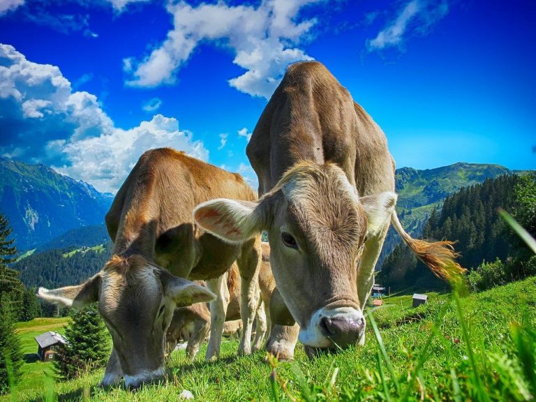 Schemă de ajutor de stat în sectorul creşterii animalelor