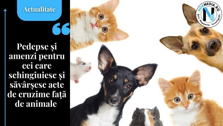 Pedepse și amenzi pentru cei care schingiuiesc și săvârșesc acte de cruzime față de animale