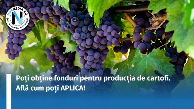 Statul acordă bani pentru producția strugurilor de masă. Află cum poți APLICA!