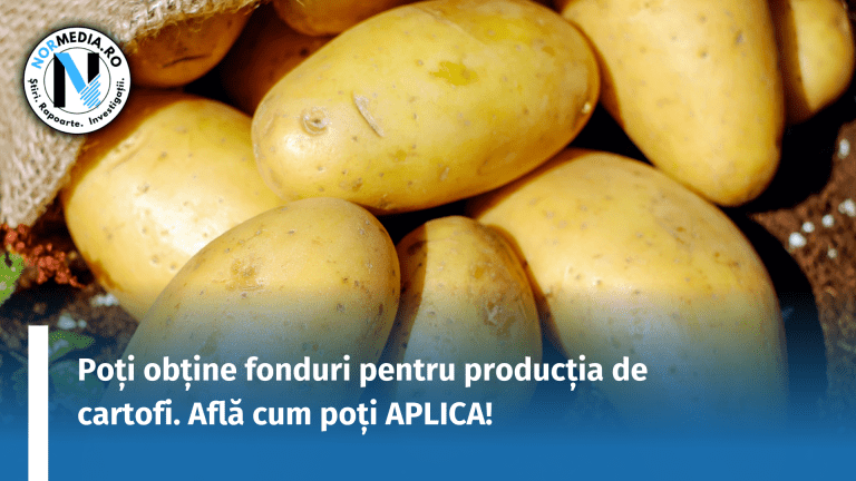 Fonduri de la stat pentru producția de cartofi. Află cum poți APLICA!