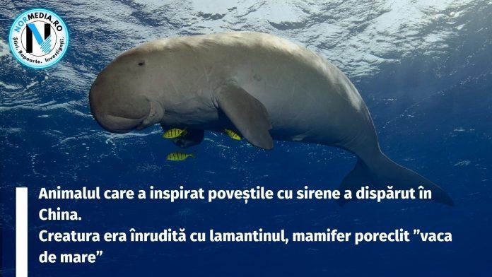 Animalul care a inspirat poveștile cu sirene a dispărut în China. Creatura era înrudită cu lamantinul, mamifer poreclit ”vaca de mare”