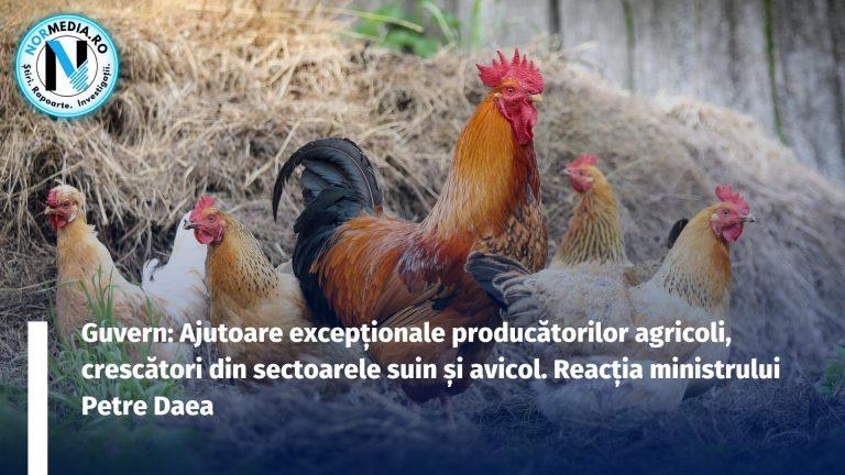 Guvern: Ajutoare excepționale producătorilor agricoli, crescători din sectoarele suin și avicol. Reacția ministrului Petre Daea