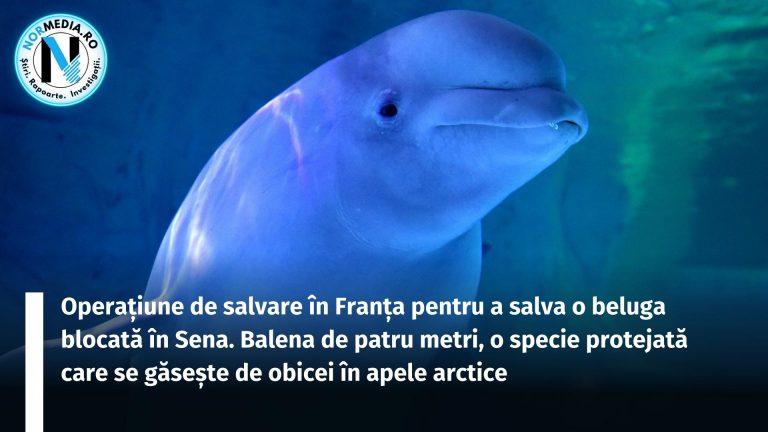 Operațiune de salvare în Franța pentru a ajuta o beluga blocată în Sena. Balena de patru metri, o specie protejată care se găsește de obicei în apele arctice
