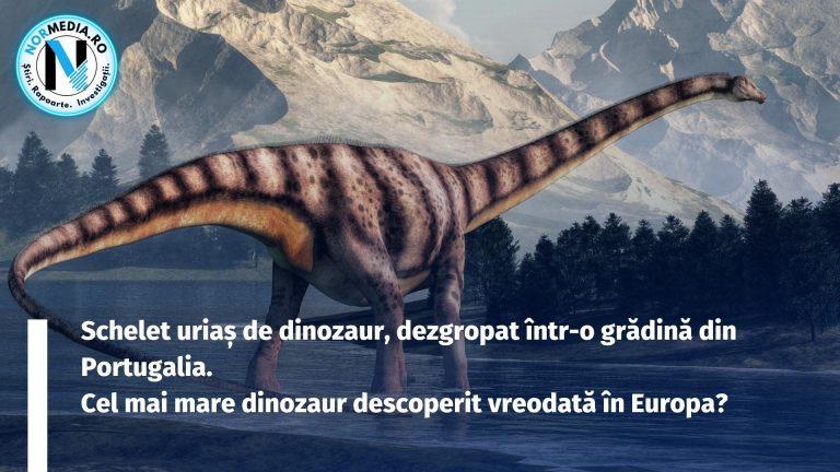 Portugalia: Schelet uriaș de dinozaur, dezgropat într-o grădină. Cel mai mare dinozaur descoperit vreodată în Europa?