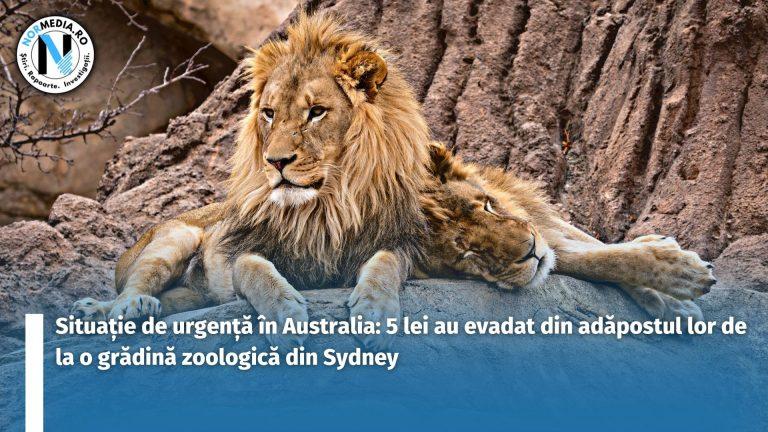 Situație de urgență în Australia: 5 lei au evadat din adăpostul lor de la o grădină zoologică din Sydney