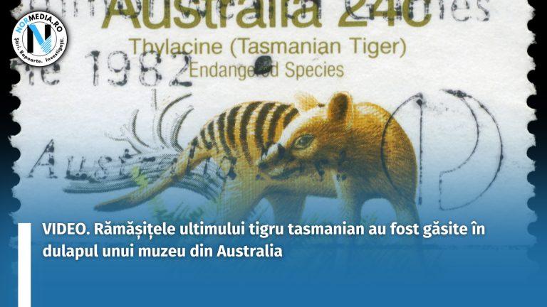 VIDEO. Rămășițele ultimului tigru tasmanian au fost găsite în dulapul unui muzeu din Australia