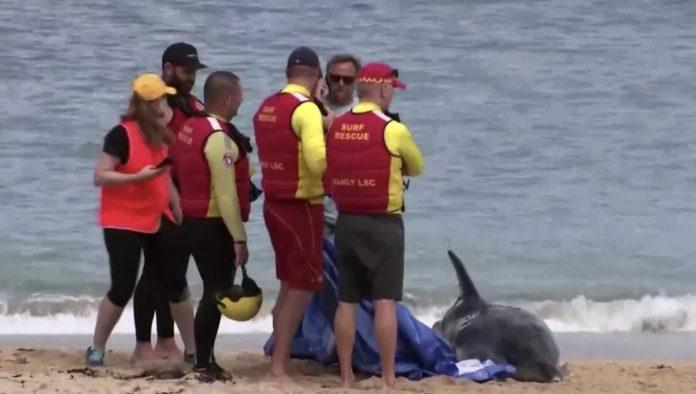 Australia Sydney închide plajele populare după ce un rechin a atacat un delfin.