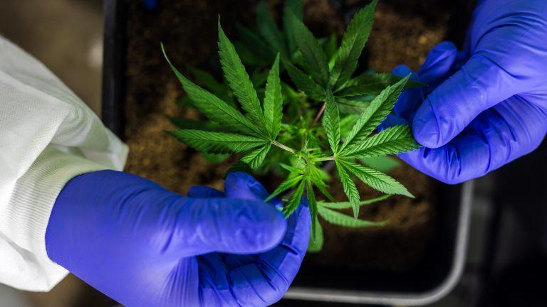 DIICOT: Medic, prins în flagrant cu peste 20kg de cannabis. Valoarea de piață a drogurilor se ridică la 200.000 de euro