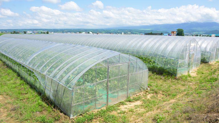 APIA: Sprijinul cuplat pentru venit – Legume cultivate în sere, solarii și cele cultivate în câmp pentru consum în stare proaspătă sau destinate industrializării (tomate, castraveți, ardei, vinete)