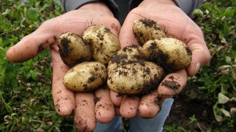 APIA: Sprijinul cuplat pentru venit – sămânță de cartof și orez. Intervenție destinată sectorului vegetal