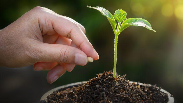 APIA: Sprijinul cuplat pentru venit – semințe pentru plante furajere și pentru fructe (prune, mere, cireşe, vişine, caise și piersici). Acordarea unei plăți unice pe hectarul eligibil