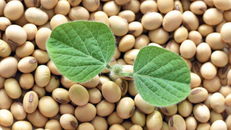 APIA oferă sprijin cuplat pentru venit – lucernă și soia. Intervenții cu impact asupra sectorului vegetal