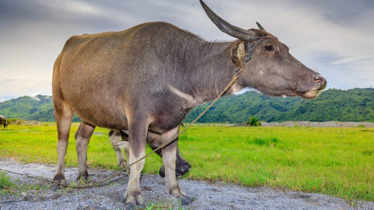 Sprijinul cuplat pentru venit – bivolițe de lapte, respectiv carne vită, intervenție cu impact asupra sectorului zootehnic