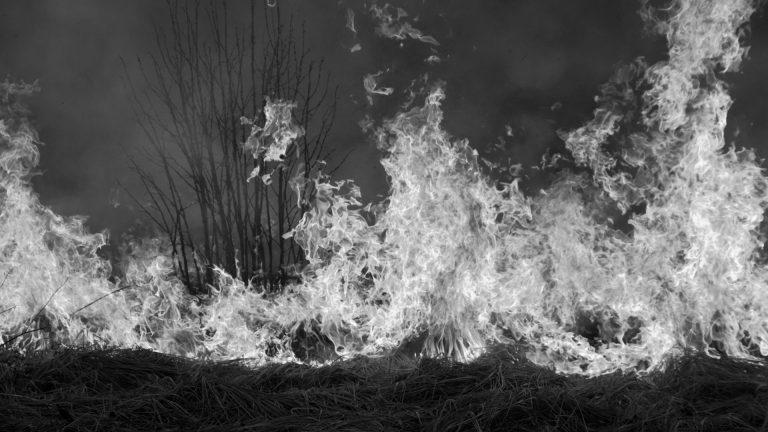 APIA: Incendierea miriștilor a devenit ilegală. Se anunță prăpăd financiar pentru fermieri