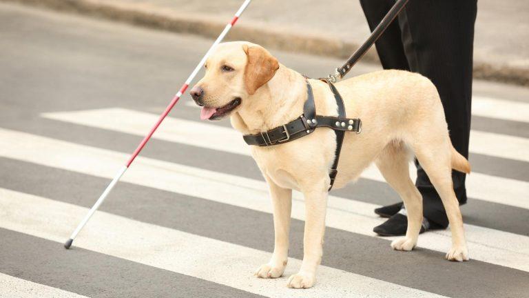 Retrospectiva campaniilor de succes ale Consiliului Județean Ilfov – Protecţia Animalelor