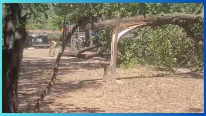 Incident grav de defrișare ilegală în Sectorul 3 al Capitalei! Imagini dezolante cu copacii doborâți