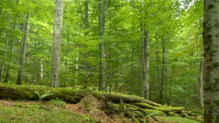 Noul Cod Silvic: Un pas major pentru protecția pădurilor din România