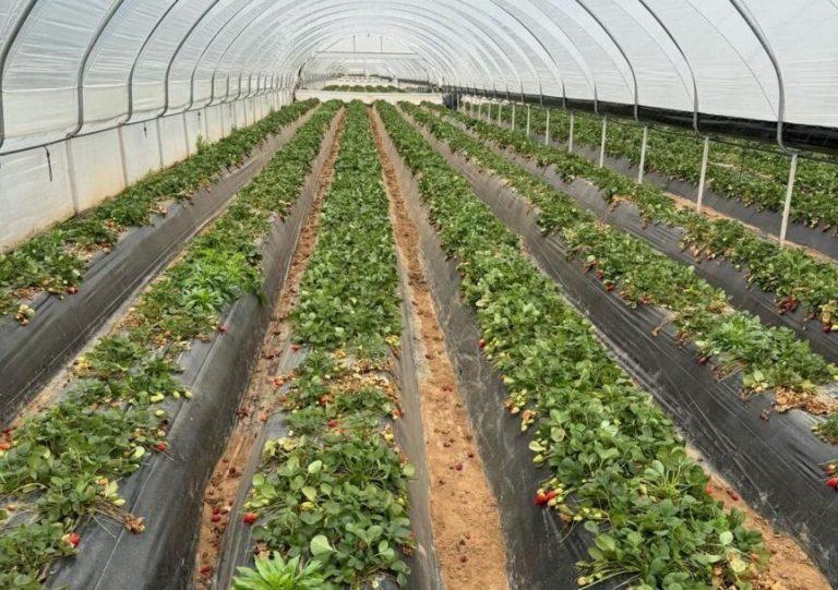 „Prima Seră”: Fermierii români, sprijiniți cu finanțări nerambursabile de până la 200.000 de euro pentru dezvoltarea agriculturii moderne