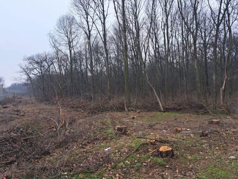Defrișări „secrete” în Pădurea Băneasa, fără aviz, înainte de adoptarea noului Cod Silvic