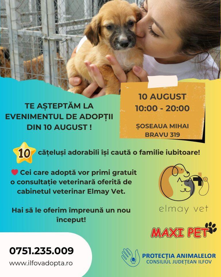 Târg de adopții în București: 10 câini și 5 pisici își caută familii iubitoare pe 10 august