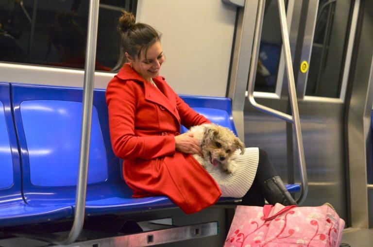 CNIT și Protecția Animalelor promovează turismul pet-friendly în România