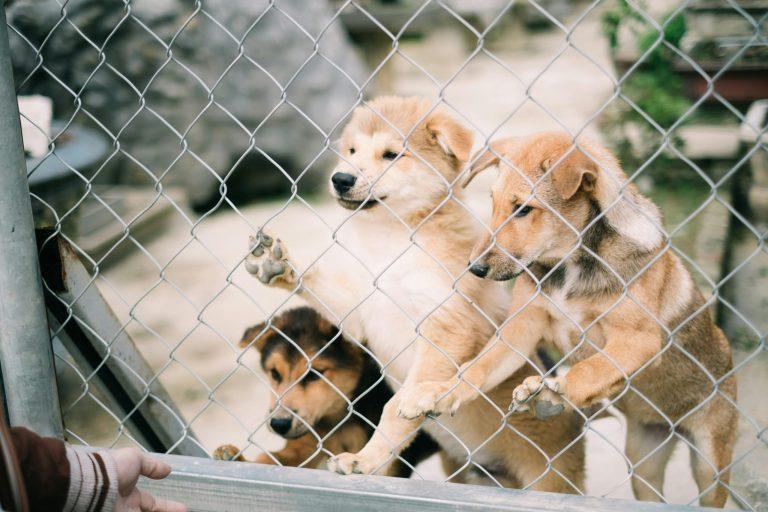 Eutanasia câinilor fără stăpân, transformată în afacere: zeci de mii de animale ucise pe milioane de euro din bani publici, sub ochii autorităților