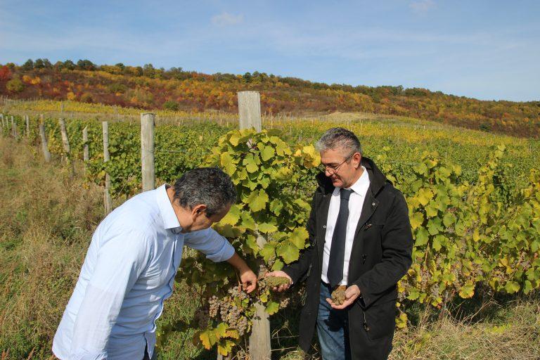EXCLUSIV! INTERVIU cu familia Guarato, proprietarii Cramei LECHBURG – Identitate și viticultură biologică: Viziunea din spatele afacerii